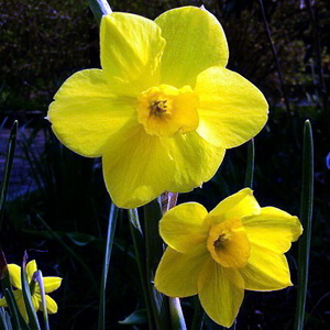 گل نرگس وحشی